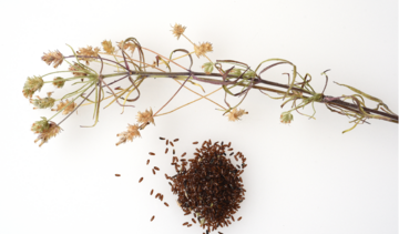 Babka płesznik – właściwości lecznicze, działanie, zastosowanie