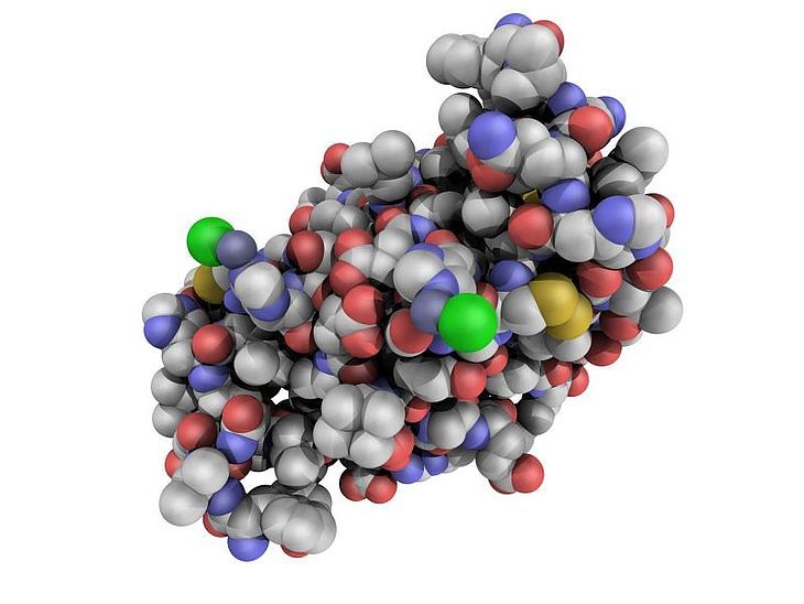 molekuła insulina ludzka struktura chemiczna