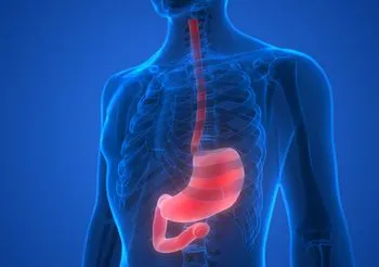 Grafika przedstawiająca schemat umiejscowania żołądka w jamie brzusznej.