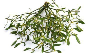 Jemioła pospolita – właściwości lecznicze, działanie i zastosowanie. Napar z jemioły