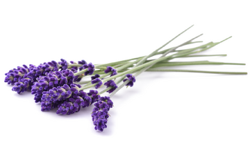 Lawenda lekarska – właściwości lecznicze, działanie i zastosowanie