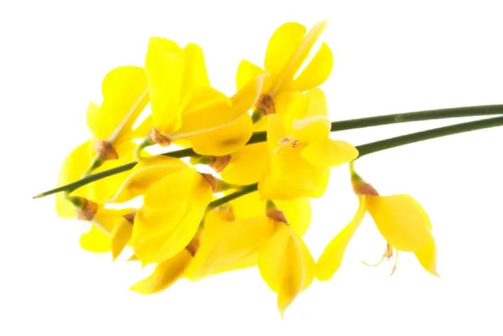 Żarnowiec miotlasty wykazuje silne działanie moczopędne, przeciwbólowe i rozwalniające. /Fot. Adobe Stock