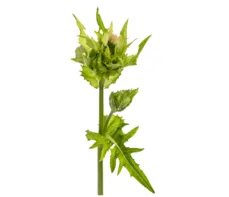 Ostrożeń warzywny – właściwości lecznicze, działanie i zastosowanie