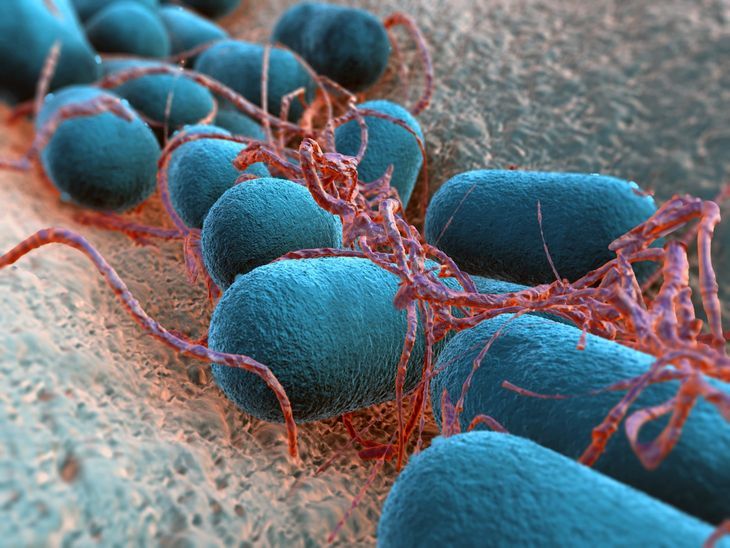 Escherichia coli, inaczej pałeczka okrężnicy, żyje w naszych jelitach. Niektóre szczepy tej bakterii mogą powodować biegunkę lub zakażenia układu moczowego.