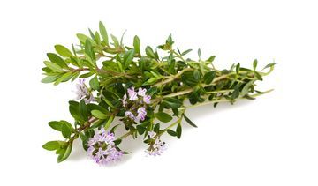 Cząber – właściwości lecznicze, działanie i zastosowanie. Olejek eteryczny z cząbru