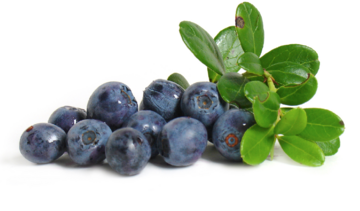 Borówka czernica – właściwości lecznicze, działanie, zastosowanie