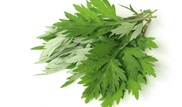 Bylica boże drzewko – właściwości lecznicze, działanie, zastosowanie. Co to za roślina?