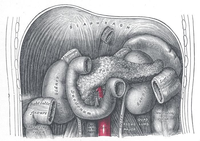 rysunek trzustki ilustracja z podręcznika anatomii z XIX wieku