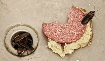 Karaluchy w domu. Czy karaluchy gryzą? Czy są groźne dla zdrowia?