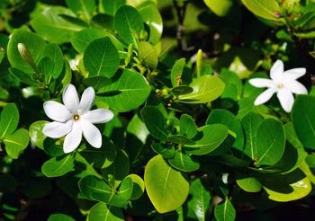 Olej monoi produkuje się z kwiatów gardenii tahitańskiej.