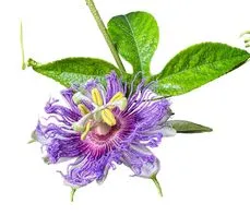 Męczennica cielista – właściwości i zastosowanie passiflory