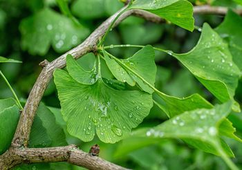 Miłorząb japoński (Ginkgo biloba) - drzewo o charakterystycznych wachlarzowatych listkach - wykorzystuje się m.in. w leczeniu chorób sercowo-naczyniowych.
