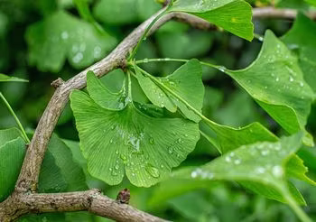 Miłorząb japoński (Ginkgo biloba) - drzewo o charakterystycznych wachlarzowatych listkach - wykorzystuje się m.in. w leczeniu chorób sercowo-naczyniowych. 