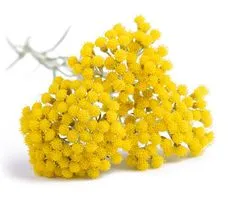 Kocanka – właściwości lecznicze, działanie i zastosowanie