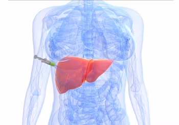 Wątroba spełnia niezwykle istotne funkcje w organizmie – odpowiadaj za regulację gospodarki glukozowej oraz bierze udział w przemianach metabolicznych substancji. /Fot. Adobe Stock
