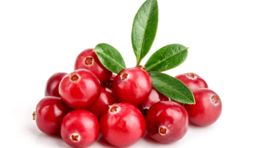 Borówka brusznica – właściwości lecznicze, działanie, zastosowanie. Czy jest jadalna?