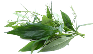 Brodziuszka wiechowata – właściwości lecznicze, działanie, zastosowanie