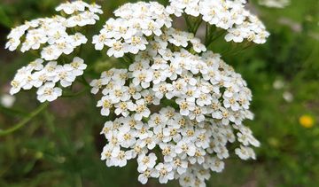 Krwawnik pospolity – jedna z najbardziej znanych roślin leczniczych