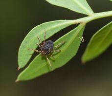 Afrykańskie kleszcze w Polsce – jak wyglądają? Co robić w razie ukąszenia?