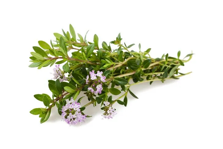 Cząber wpływa przede wszystkim na funkcjonowanie układu pokarmowego, usprawniając jego pracę i łagodząc przykre dolegliwości / Fot. Adobe Stock