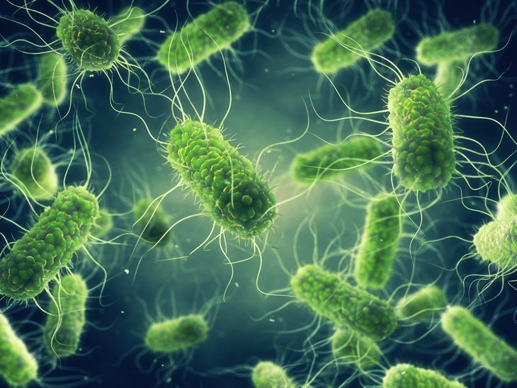 Salmonella to rodzaj bakterii, z których znamy obecnie ponad 2500 odmian.