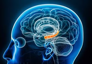 Hipokamp to część mózgu odpowiadająca za pamięć długotrwałą i przestrzenną. Znajduje się w okolicy skroni, ma podłużny kształt.