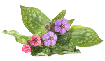 Miodunka plamista – właściwości lecznicze, działanie i zastosowanie