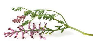 Dymnica pospolita – właściwości lecznicze, działanie i zastosowanie