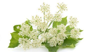 Arcydzięgiel – właściwości lecznicze, działanie i zastosowanie