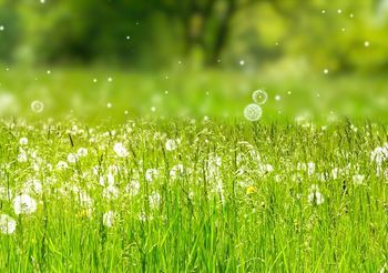 Uczulenie na trawę to zarówno alergia na pyłki traw, jak i alergia na skoszoną trawę.