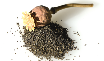 Mak lekarski – właściwości lecznicze, działanie i zastosowanie