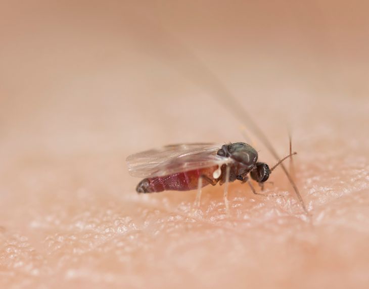 Meszki mają zaledwie kilka milimetrów, ale boleśnie gryzą. Fot. Adobe Stock.