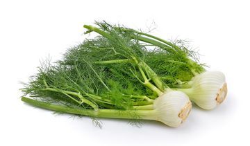 Fenkuł – właściwości lecznicze, działanie i zastosowanie. Herbatka z fenkułu