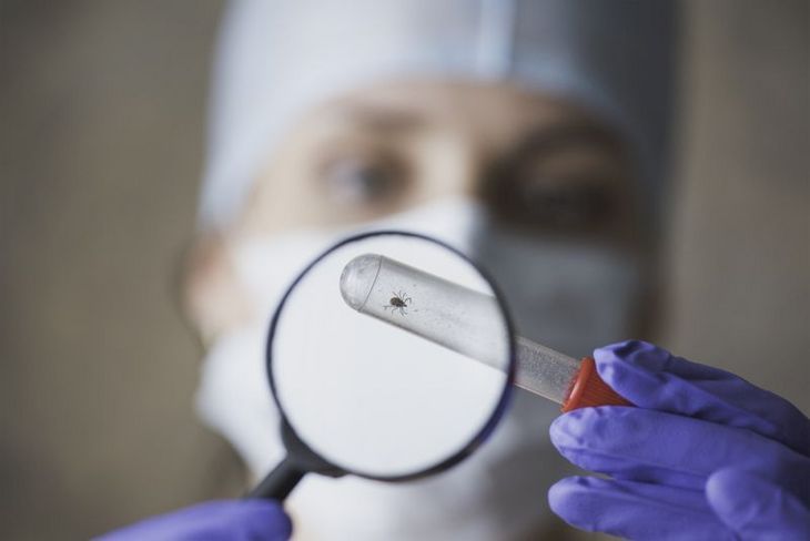 pracownik laboratorium ogląda kleszcza pod lupą