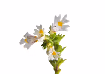 Świetlik łąkowy wykazuje działanie przeciwbakteryjne, przeciwzapalne, ściągające, przeciwhistaminowe i przeciwalergiczne, dodatkowo uszczelnia i wzmacnia ściany naczyń krwionośnych. /Fot. Adobe Stock