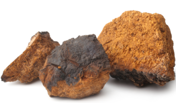 Błyskoporek podkorowy – właściwości lecznicze, działanie, zastosowanie. Czy pomaga na raka?