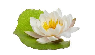 Grzybień biały – właściwości lecznicze, działanie i zastosowanie