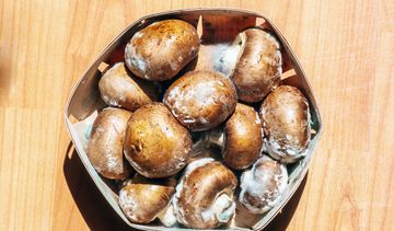 Alergia na grzyby i pleśnie – objawy i leczenie. Jak rozpoznać problem?