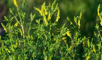 Nostrzyk – jak bezpiecznie wykorzystać leczniczy potencjał zioła?