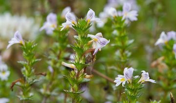 Ziele świetlika lekarskiego dobre na oczy
