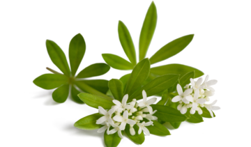 Marzanka wonna – właściwości lecznicze, działanie i zastosowanie