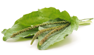 Babka jajowata – właściwości lecznicze, działanie, zastosowanie