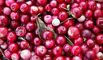 Żurawina - właściwości lecznicze i przeciwwskazania. Przepisy na koktajl i sok z żurawiny