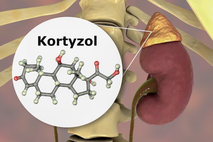 Kortyzol jest hormonem wydzielanym do krwi pod wpływem bodźców stresowych – zewnętrznych i wewnętrznych. Jego rolą jest przygotowanie organizmu na stres i wysiłek fizyczny. /Fot. Adobe Stock