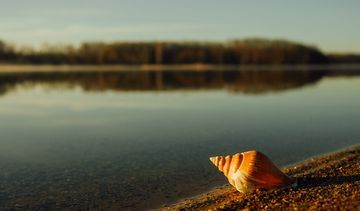 Nowy lek na cukrzycę – jad ślimaka