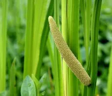 Tatarak – właściwości lecznicze, działanie i zastosowanie. Olejek tatarkowy