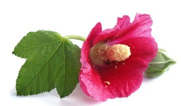 Malwa – właściwości lecznicze, działanie i zastosowanie