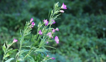 Wierzbownica drobnokwiatowa na prostatę i łysienie. Poznaj właściwości wierzbownicy
