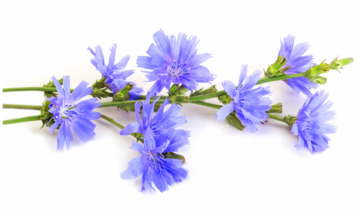 Cykoria podróżnik – właściwości lecznicze, działanie, zastosowanie