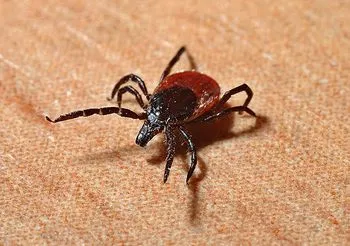 Nawet co 6. kleszcz może być zakażony groźnym wirusem wywołującym kleszczowe zapalenie mózgu [KZM]